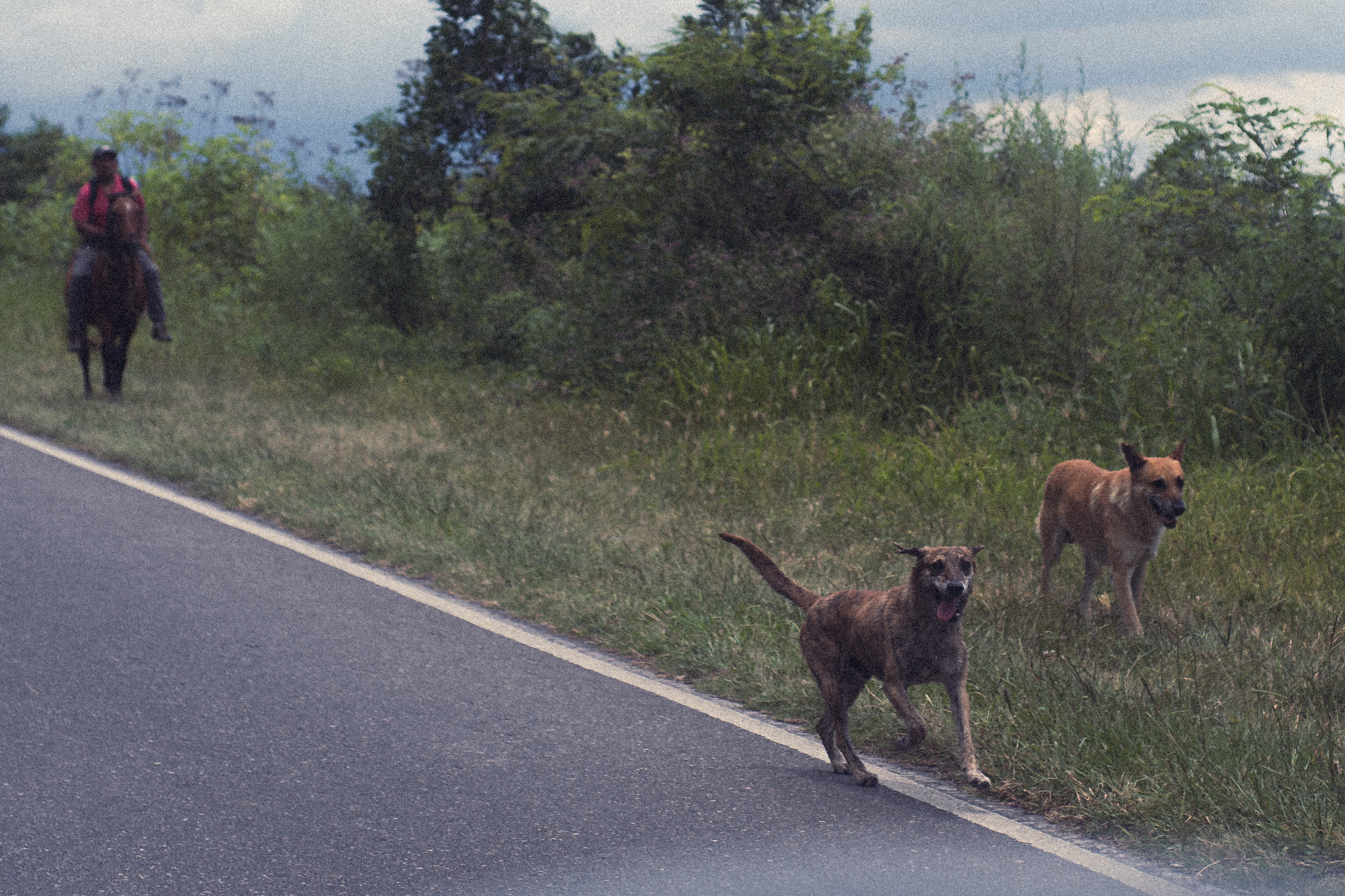 Animales