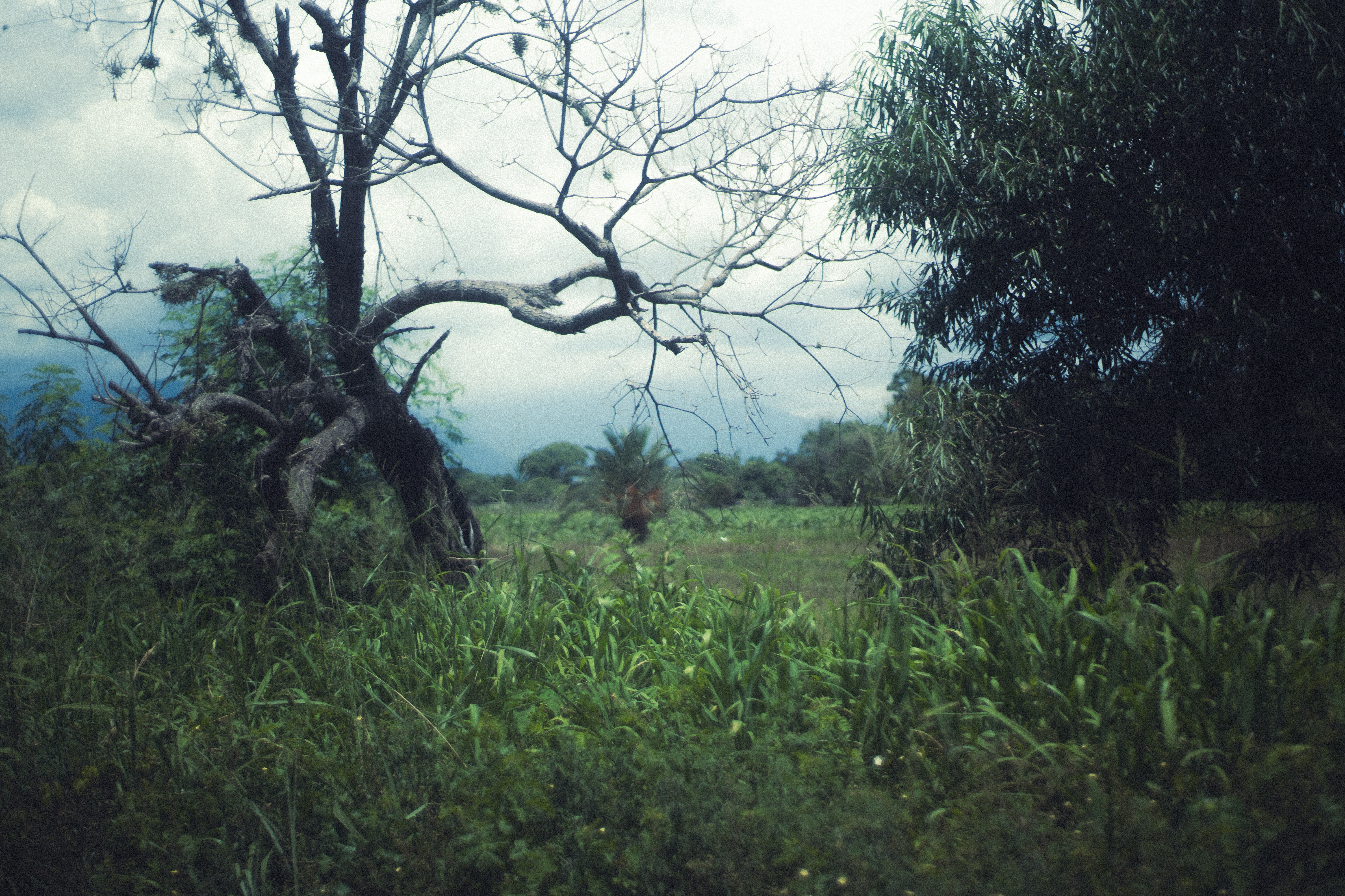 Naturaleza